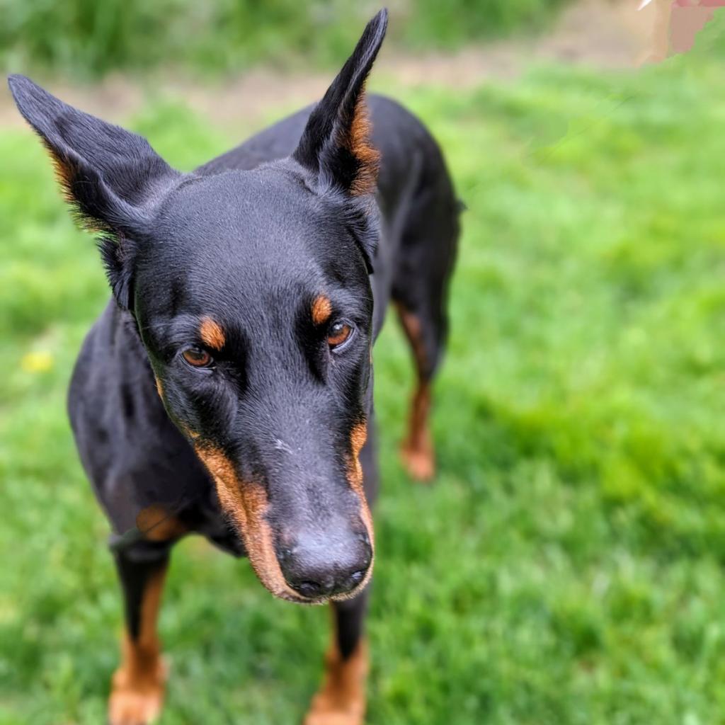 7815 Mya - I'm a SSNAP Dog, an adoptable Doberman Pinscher in Sandown, NH, 03873 | Photo Image 2
