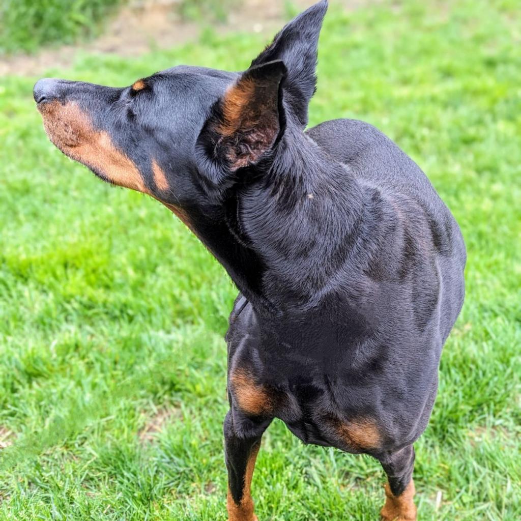 7815 Mya - I'm a SSNAP Dog, an adoptable Doberman Pinscher in Sandown, NH, 03873 | Photo Image 3