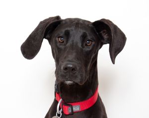 Hey there Im Aphrodite a 9-month-old Weimaraner mix and life is just a whirlwind of excitement f