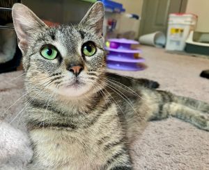 Tater Tot is a beautiful tabby girl with bright green eyes She is very loyal to