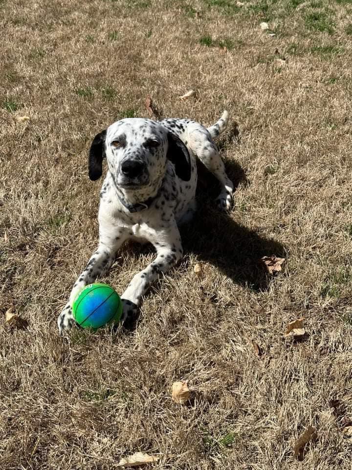 Poppy, an adoptable Dalmatian in Colorado Springs, CO, 80918 | Photo Image 1