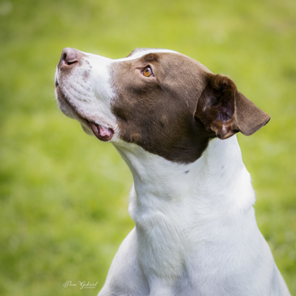 Spots (Sponsored), an adoptable Mixed Breed in Rhinelander, WI, 54501 | Photo Image 1