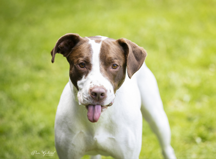 Spots (Sponsored), an adoptable Mixed Breed in Rhinelander, WI, 54501 | Photo Image 3