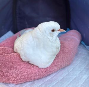 Sweet little Jelli is a very brave  lucky bird Based on himher being found stray  pierced by a