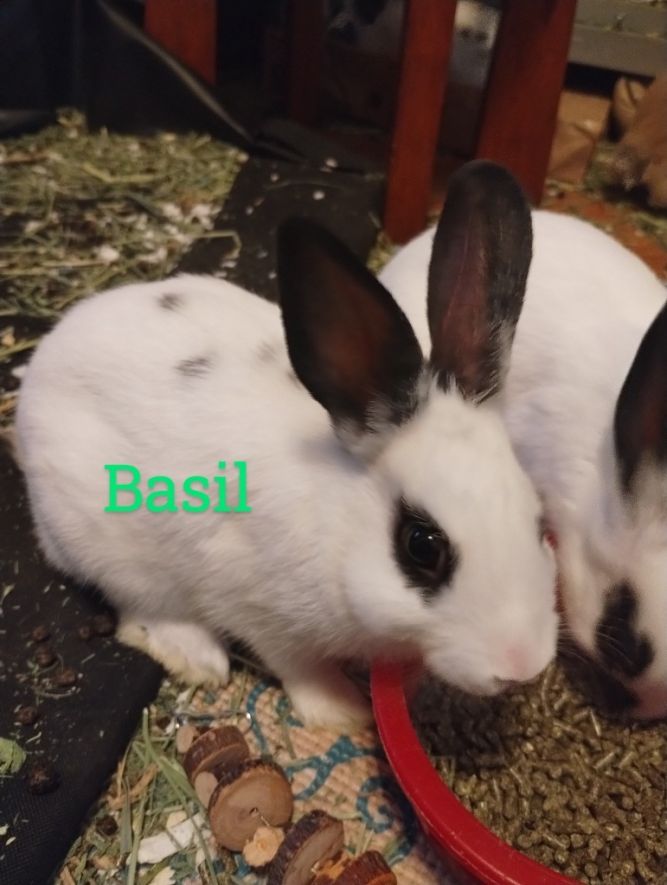 *COURTESY POST* Basil