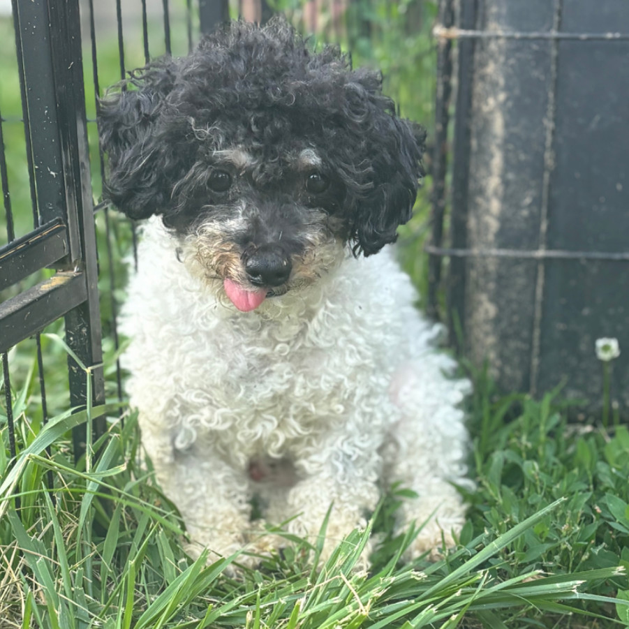 Marlin, an adoptable Poodle in St. Charles, MO, 63303 | Photo Image 1
