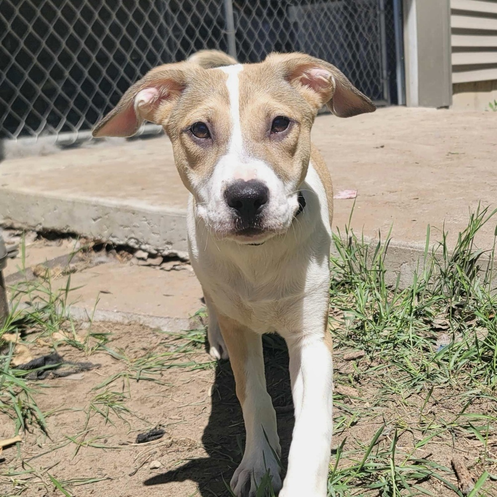 Dog for adoption Celosia, a Labrador Retriever Mix in Rockland, WI