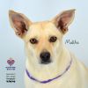 Malika photo 1