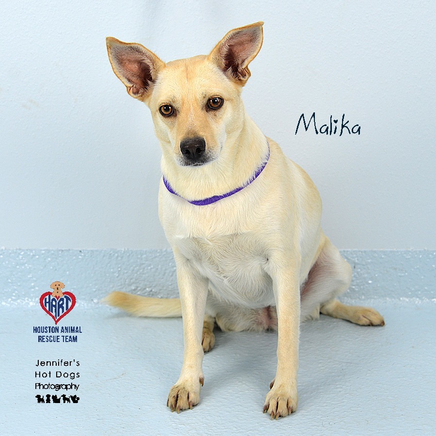 Malika