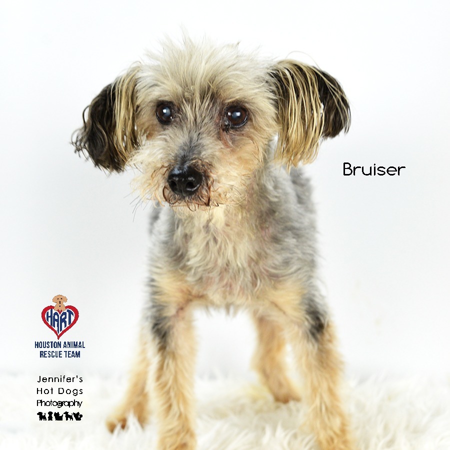 Bruiser, an adoptable Poodle, Yorkshire Terrier in Hockley, TX, 77447 | Photo Image 1