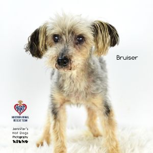 Bruiser, Senior Male Poodle
