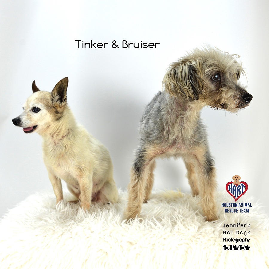 Bruiser, an adoptable Poodle, Yorkshire Terrier in Hockley, TX, 77447 | Photo Image 2