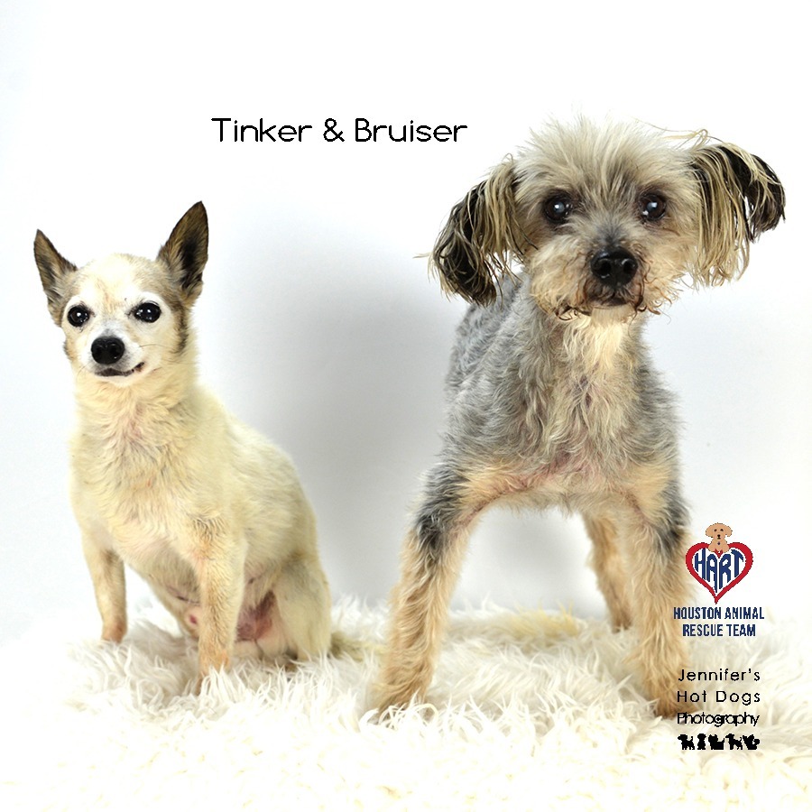 Bruiser, an adoptable Poodle, Yorkshire Terrier in Hockley, TX, 77447 | Photo Image 3