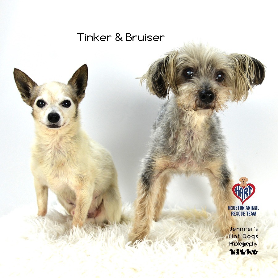 Bruiser, an adoptable Poodle, Yorkshire Terrier in Hockley, TX, 77447 | Photo Image 4