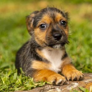 Jack Terrier Dog