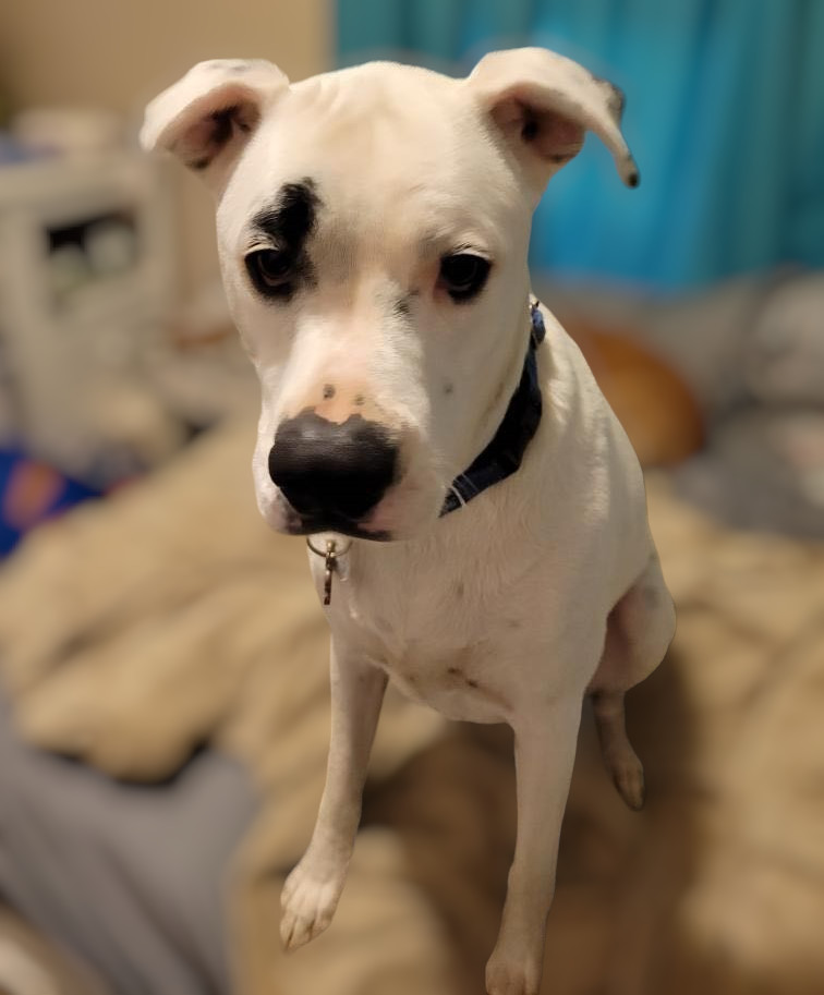 Brian, an adoptable Boxer in Stanwood, WA, 98292 | Photo Image 1