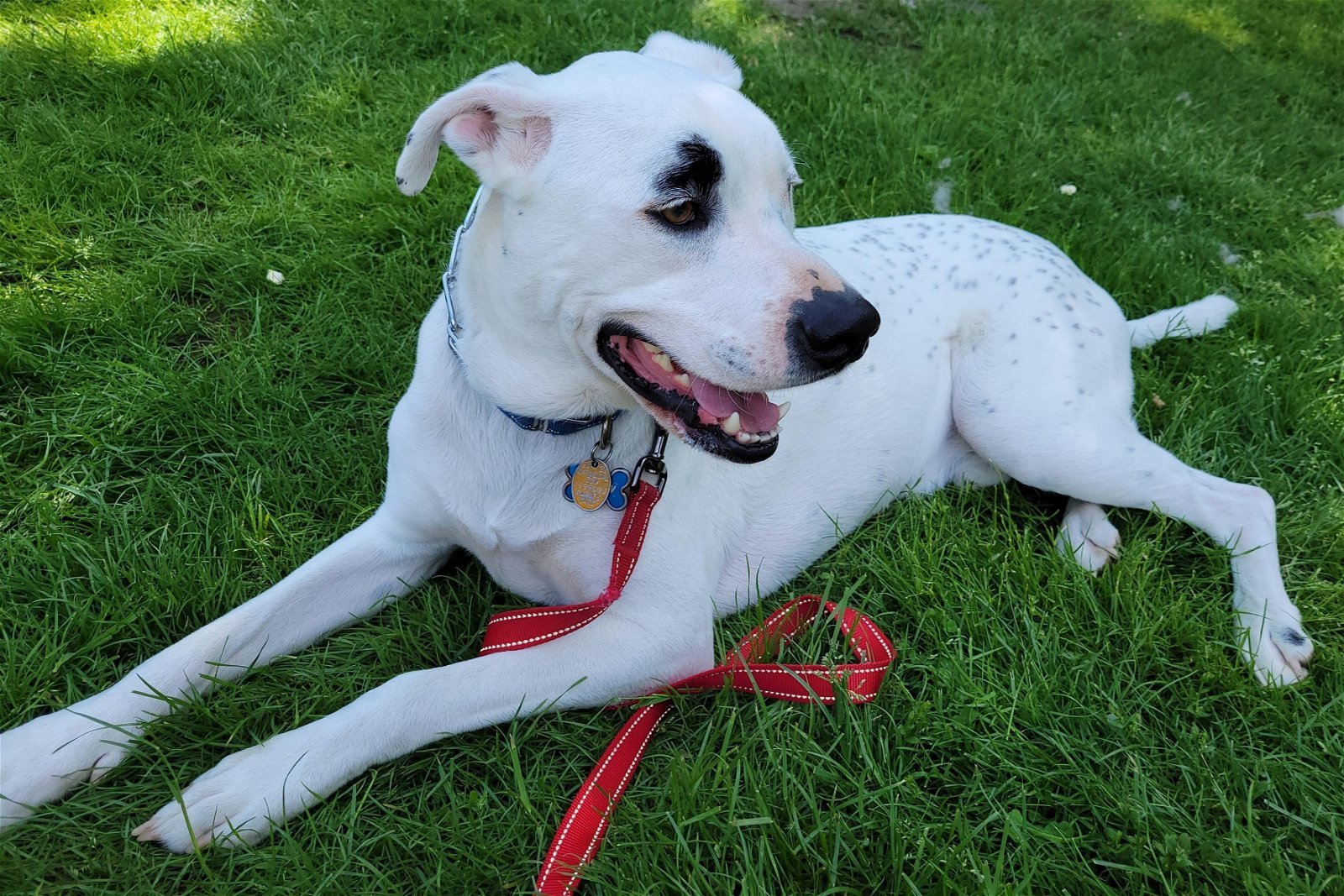 Brian, an adoptable Boxer in Stanwood, WA, 98292 | Photo Image 5