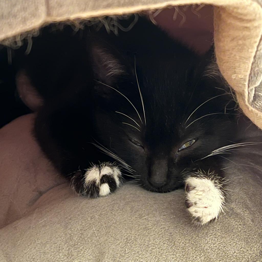 Willow