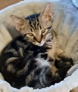 Remington, Baby Male Domestic Short Hair