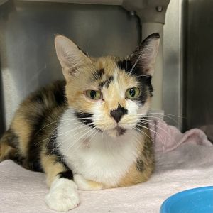 COLLETTE, Adult Female Domestic Short Hair