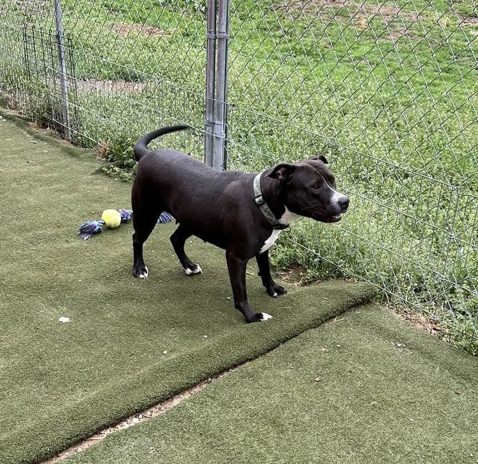 Rosie, an adoptable Staffordshire Bull Terrier in Lincoln, NE, 68506 | Photo Image 1