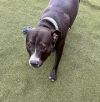 Rosie photo 3