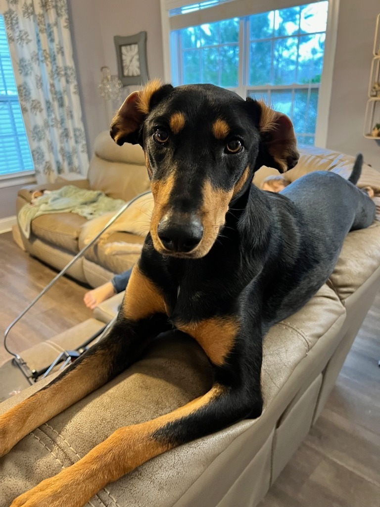 Nova (COURTESY POST)