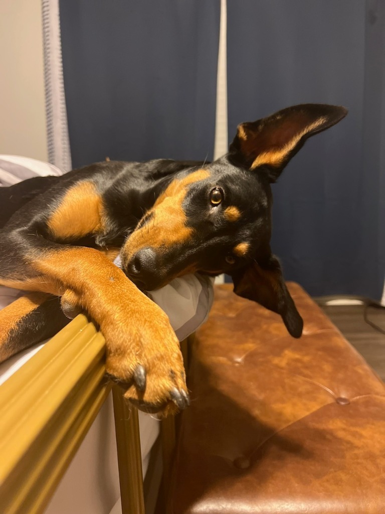 Nova (COURTESY POST)