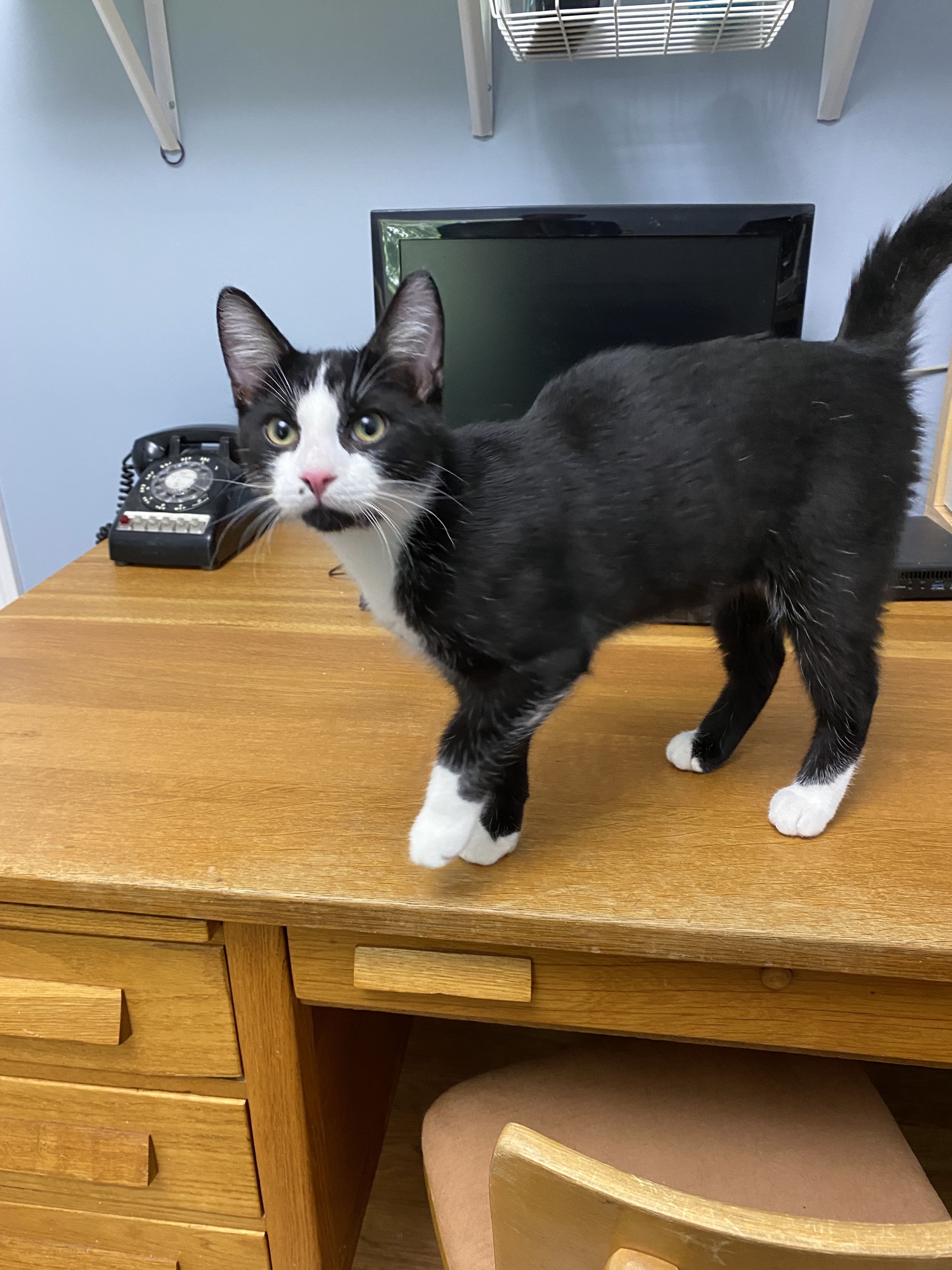 Finn, an adoptable Domestic Short Hair in Steinbach, MB, R5G 2B2 | Photo Image 5