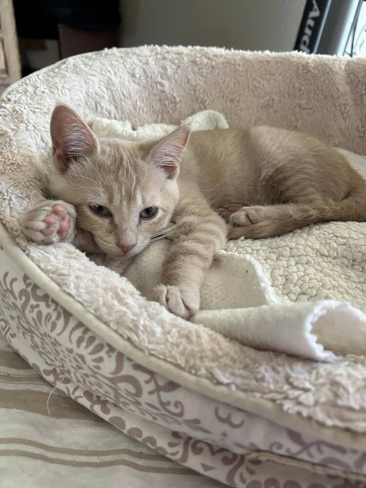 Poppy, an adoptable Domestic Short Hair in Salinas, CA, 93905 | Photo Image 3