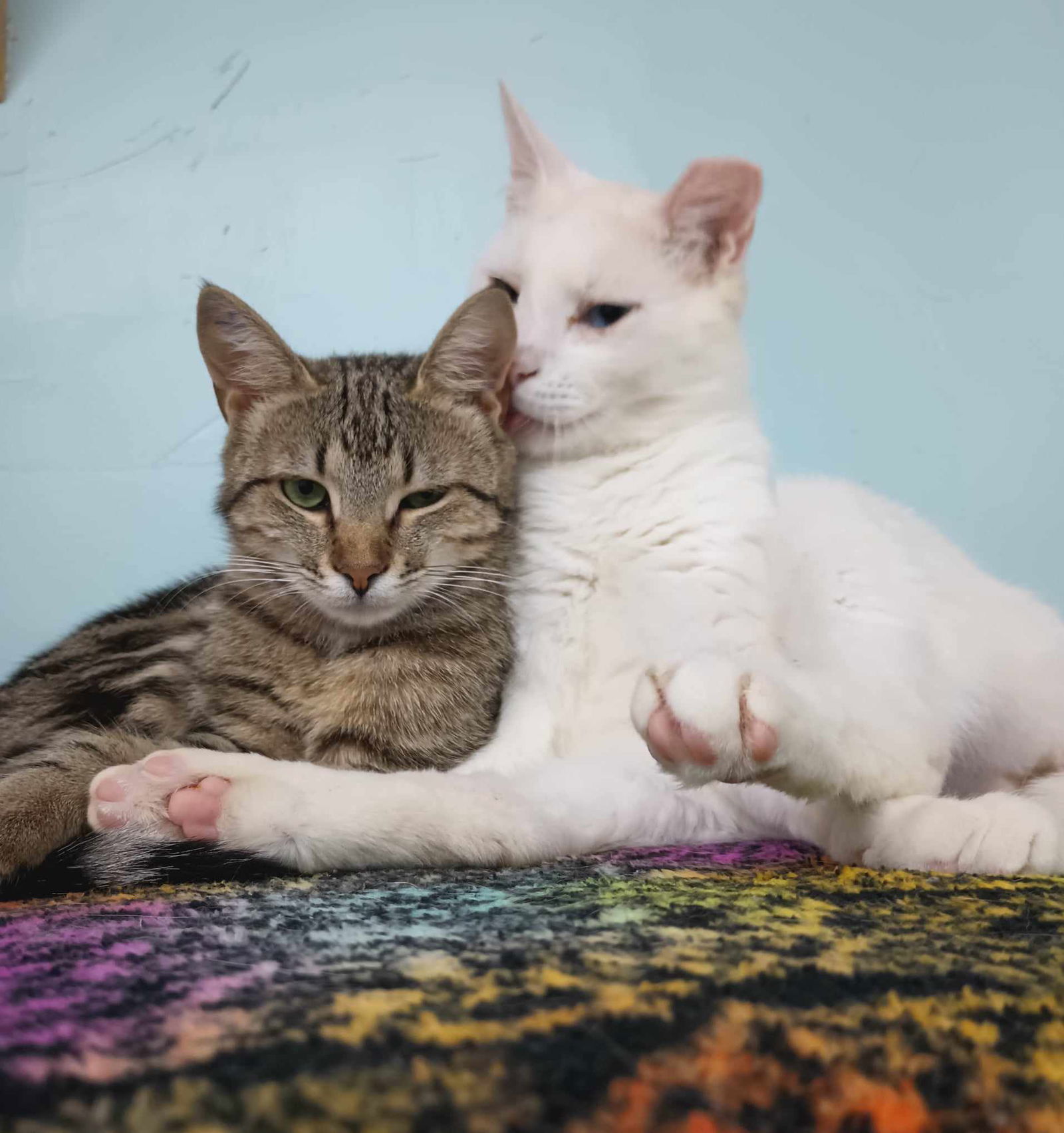 Frankie AND Sissy, an adoptable Domestic Short Hair in Gonic, NH, 03839 | Photo Image 3