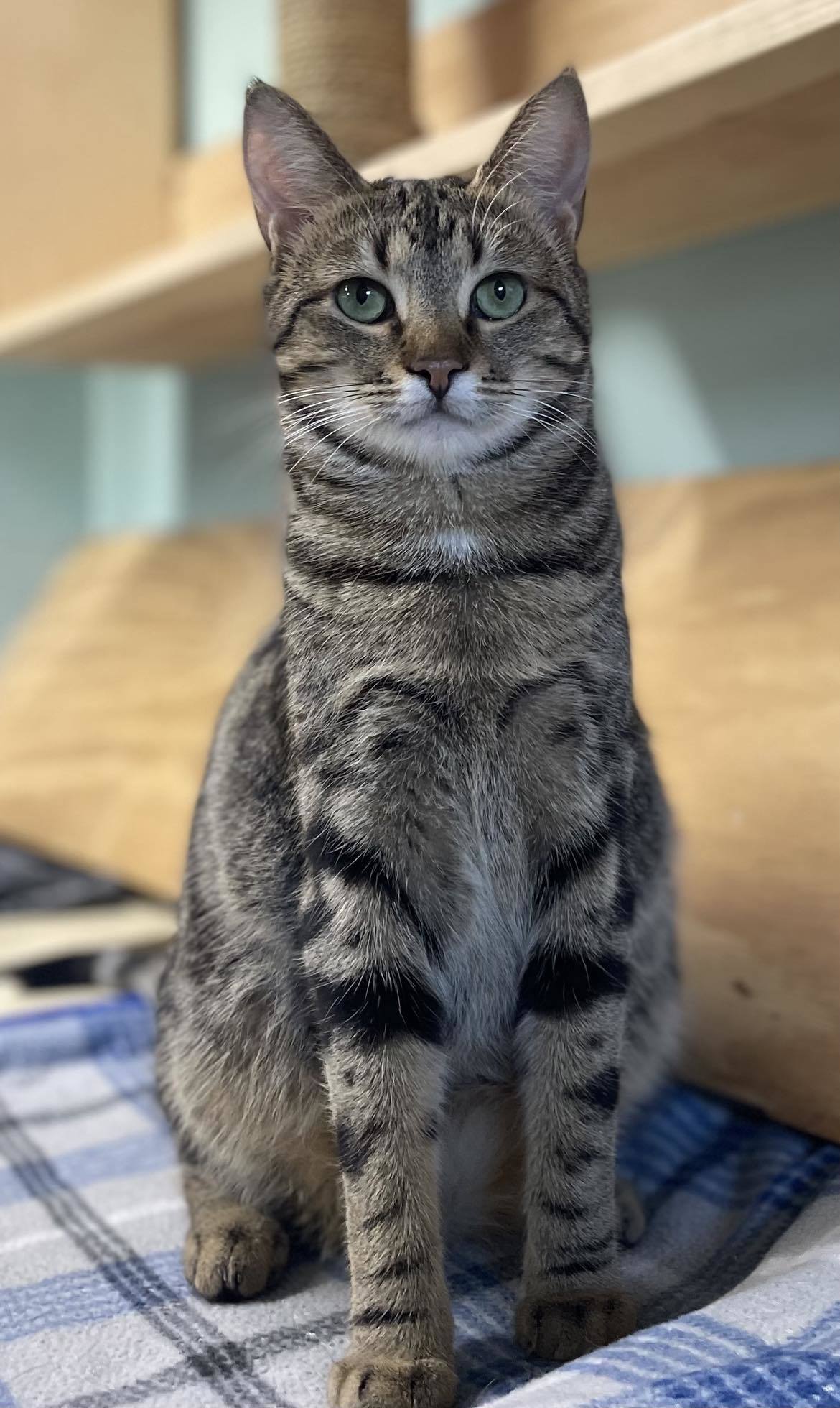 Sissy AND Frankie, an adoptable Domestic Short Hair in Gonic, NH, 03839 | Photo Image 1