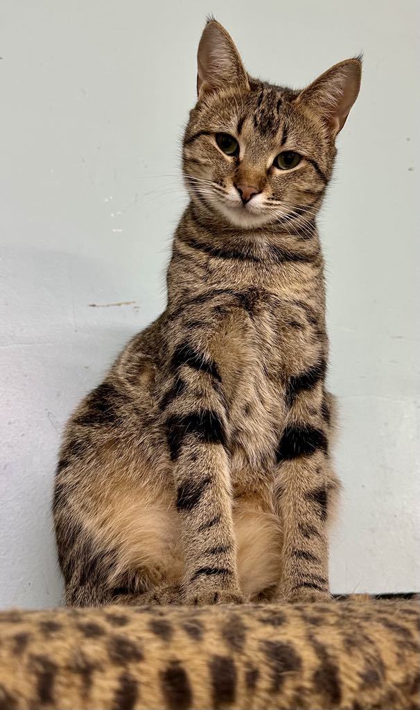 Sissy AND Frankie, an adoptable Domestic Short Hair in Gonic, NH, 03839 | Photo Image 2