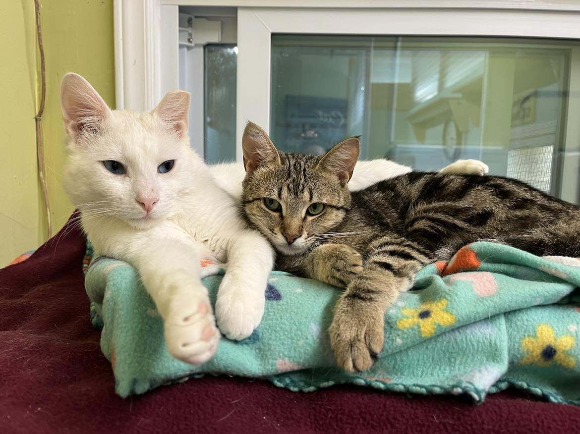 Sissy ANd Frankie, an adoptable Domestic Short Hair in Gonic, NH, 03839 | Photo Image 3