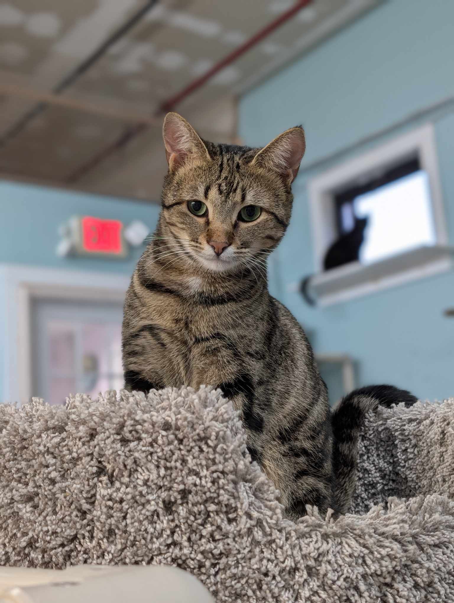 Sissy AND Frankie, an adoptable Domestic Short Hair in Gonic, NH, 03839 | Photo Image 3