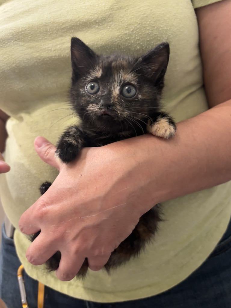 Knodel (available for pre-adoption)