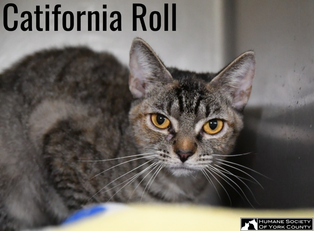 Catifornia Roll