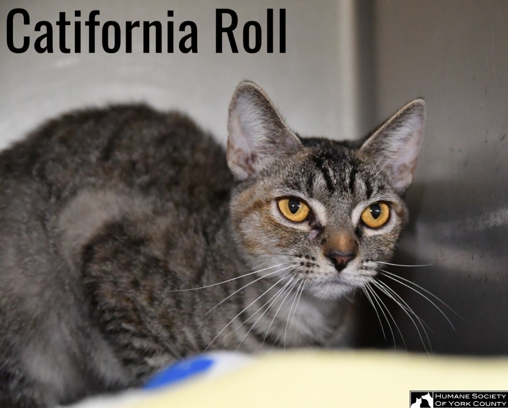 Catifornia Roll