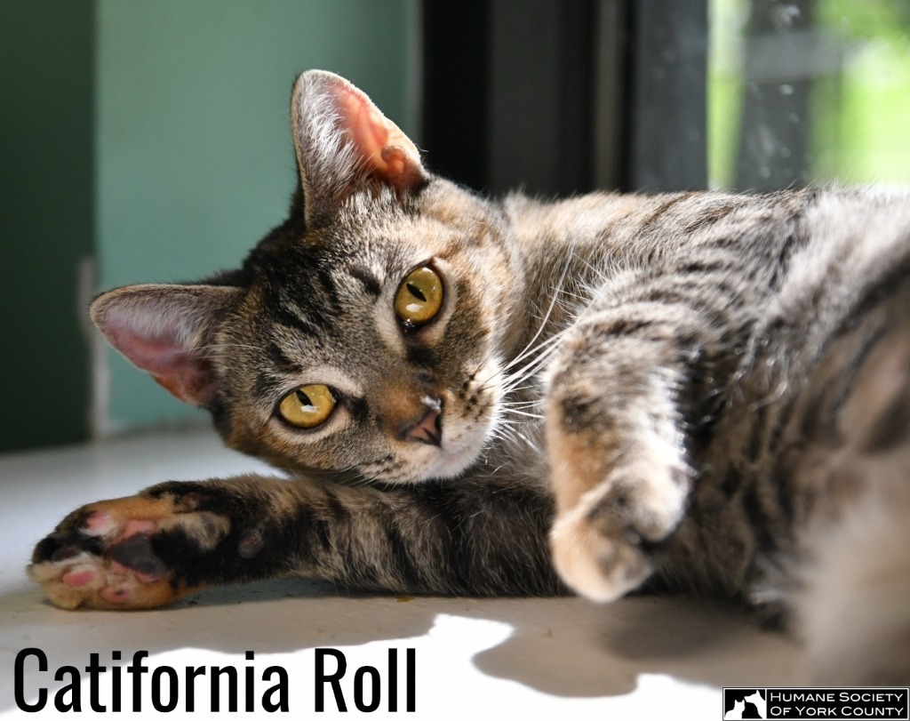 Catifornia Roll