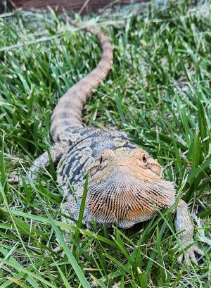 Howdy my name is Angus Im an adult male Leatherback bearded dragon looking fo