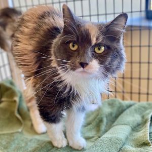 Hi there My name is Beatrice and Im a 4 year old spayed female domestic long