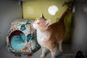 Hey there friends My name is Simon and Im not your ordinary orange and white cat--Im a purr-fec