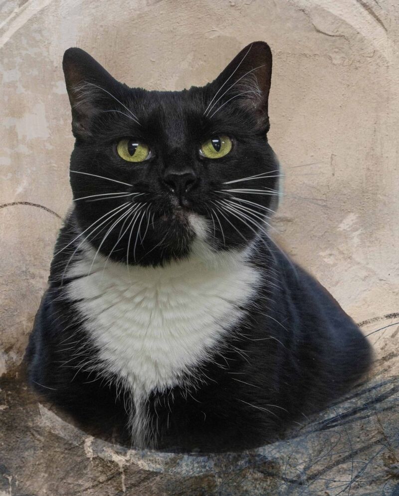 Gertie, an adoptable Tuxedo in Belton, MO, 64012 | Photo Image 1