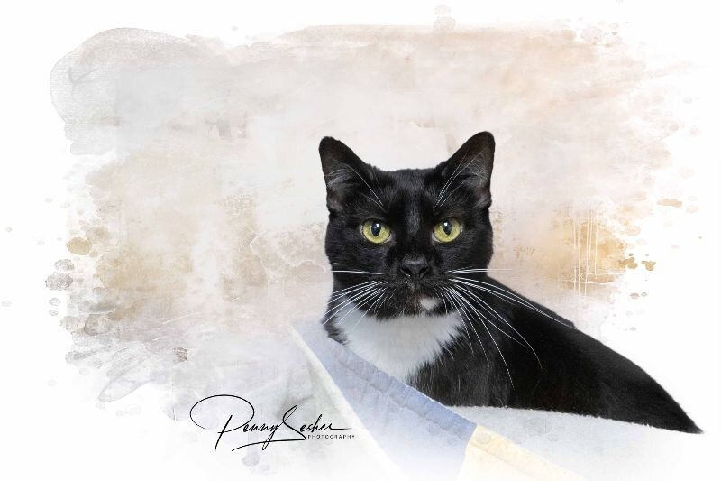 Gertie, an adoptable Tuxedo in Belton, MO, 64012 | Photo Image 2