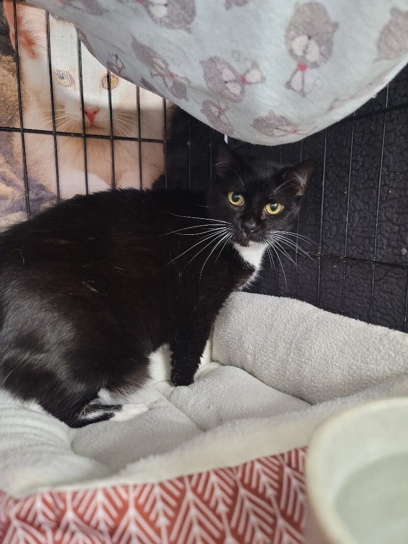 Gertie, an adoptable Tuxedo in Belton, MO, 64012 | Photo Image 3