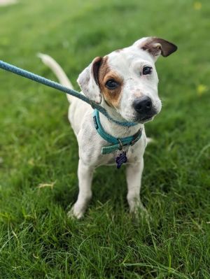 Holly Jack Russell Terrier Dog