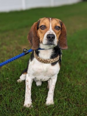 Get to know Ross This sweet boy is a one-year-old 24-pound Beagle mix He has