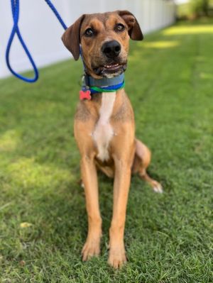 Looking for a new best friend Meet Brady he is a seven-month-old 36-pound Hound mix He has a cha