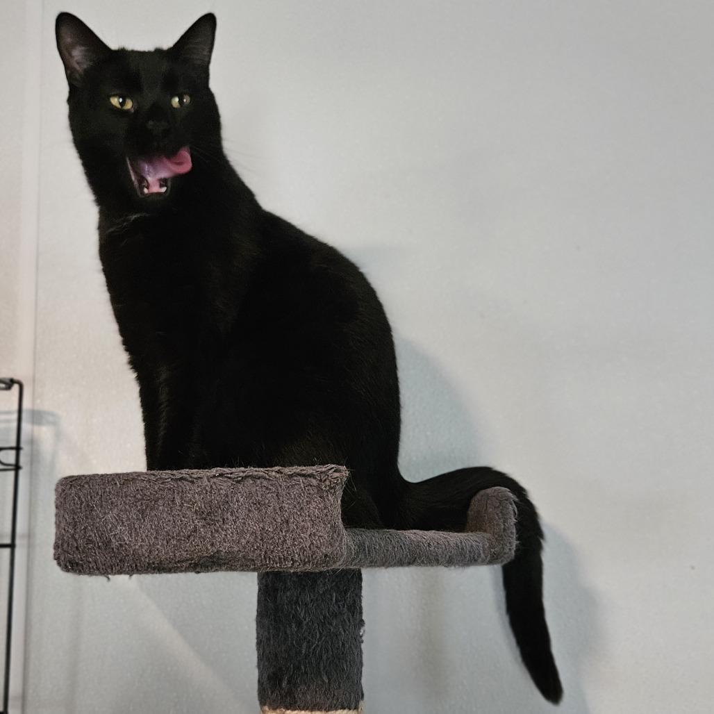 Jasper, an adoptable Domestic Short Hair in Brighton, MO, 65617 | Photo Image 1