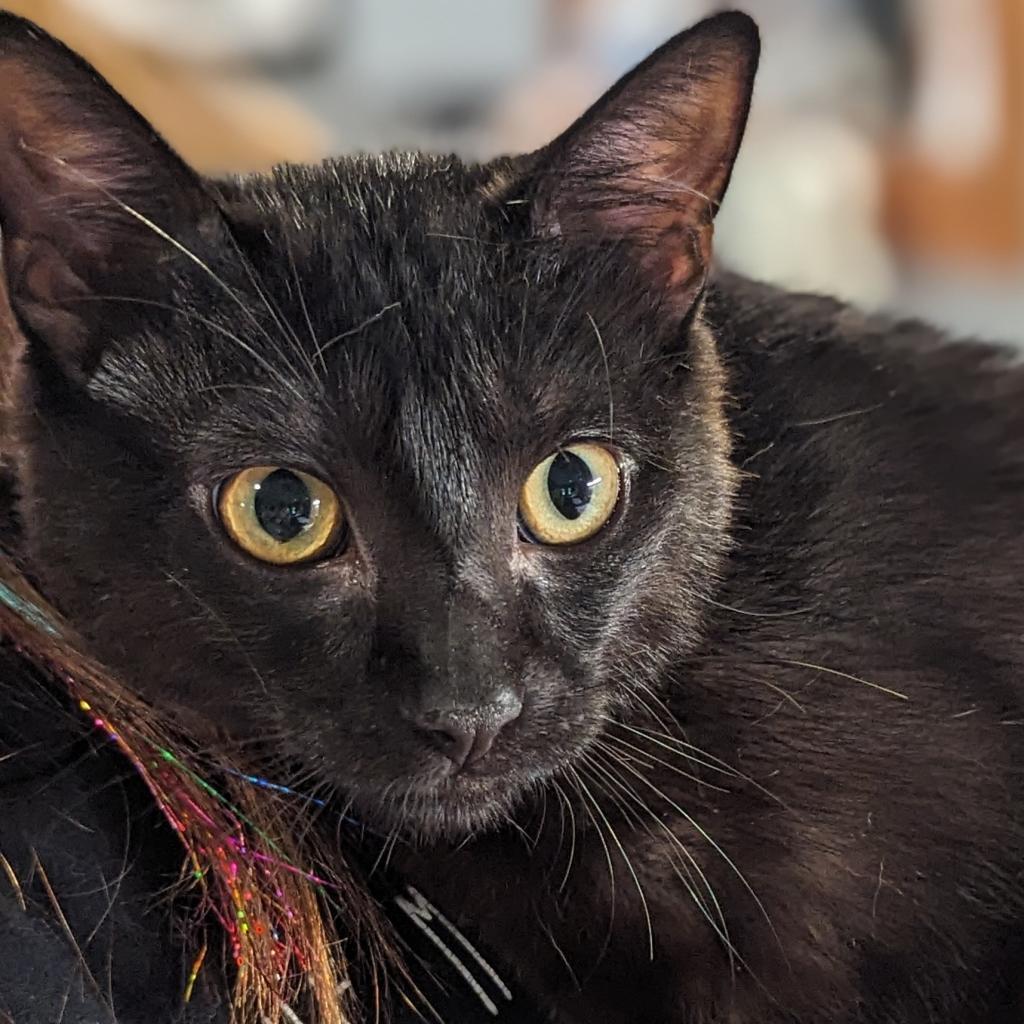 Jasper, an adoptable Domestic Short Hair in Brighton, MO, 65617 | Photo Image 2